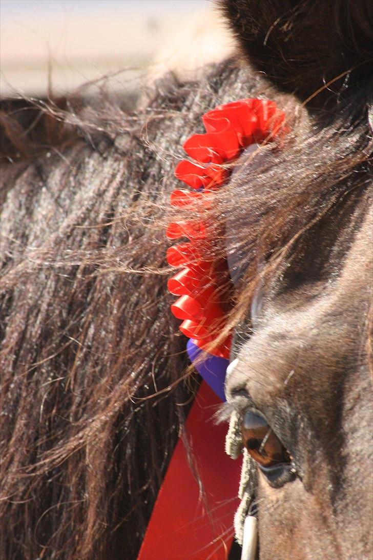 Anden særlig race Tyra - Vinderhesten! - Foto: Line Skou billede 20