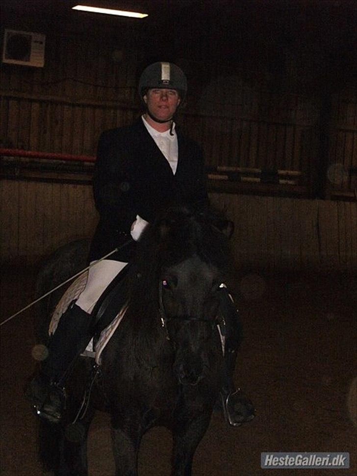 Islænder Gæfa fra Hejelte  - Super islænder som går LB2 dressur 

2011 billede 9