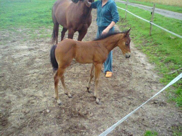 Quarter Peppys Smart Player billede 2