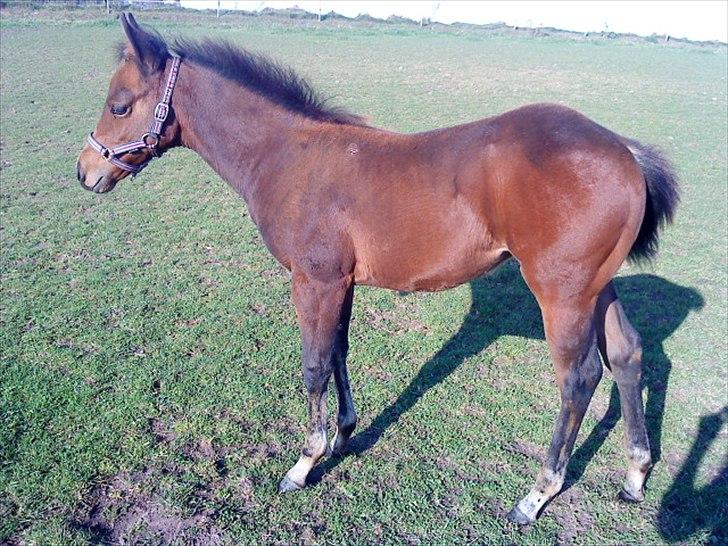 Quarter Peppys Smart Player billede 3