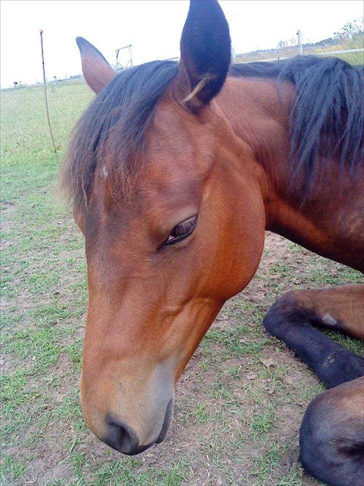 Quarter Peppys Smart Player billede 4