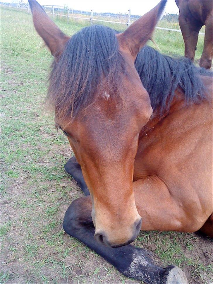 Quarter Peppys Smart Player billede 5