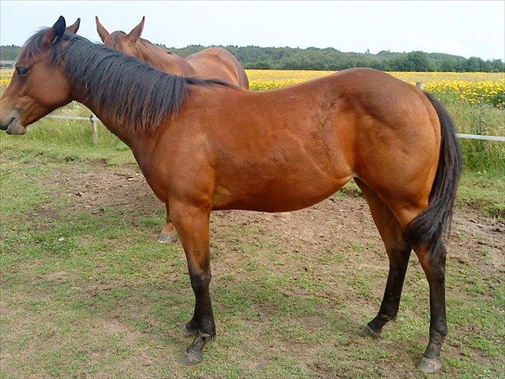 Quarter Peppys Smart Player billede 6