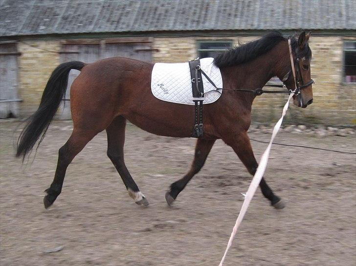 Anden særlig race Fiona billede 1