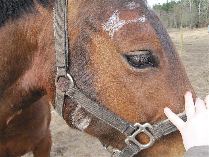 Anden særlig race Fiona billede 2