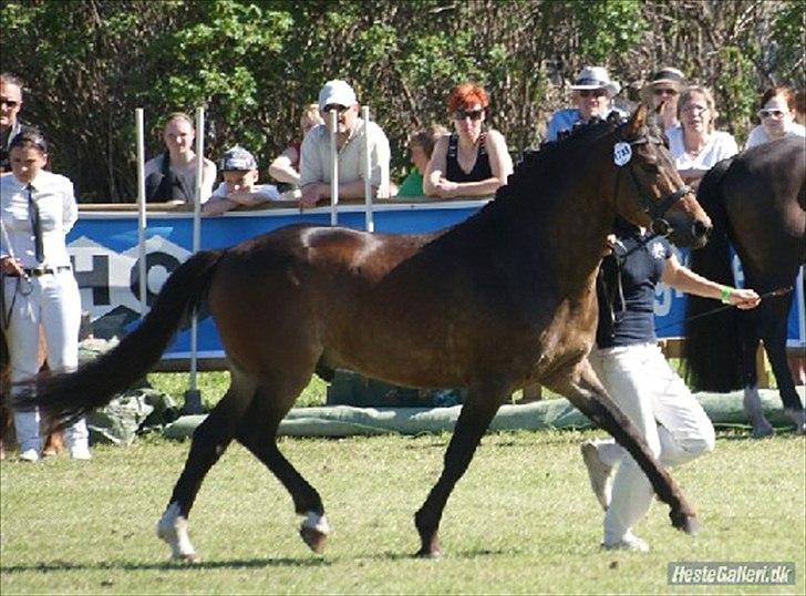 New Forest Lundemarksg. Hokus Pokus - Hokus roskilde dyrskue. 23 piont og bedste hingst i racen! billede 6