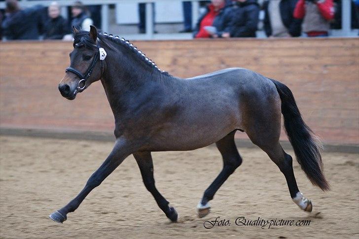 New Forest Lundemarksg. Hokus Pokus - Hokus til 3 års kåring. Fløj hingst. billede 7