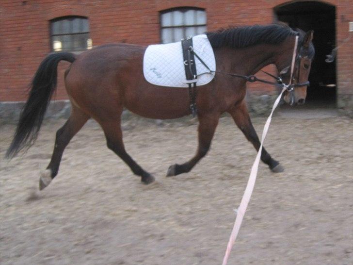 Anden særlig race Fiona billede 3