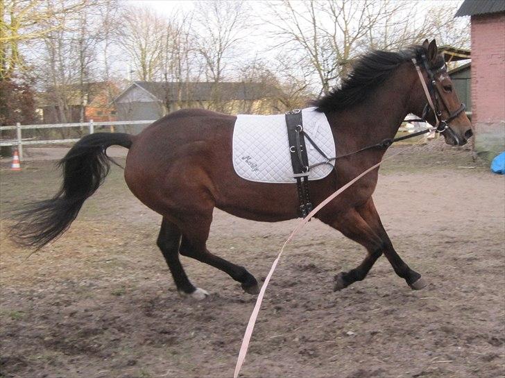 Anden særlig race Fiona billede 4