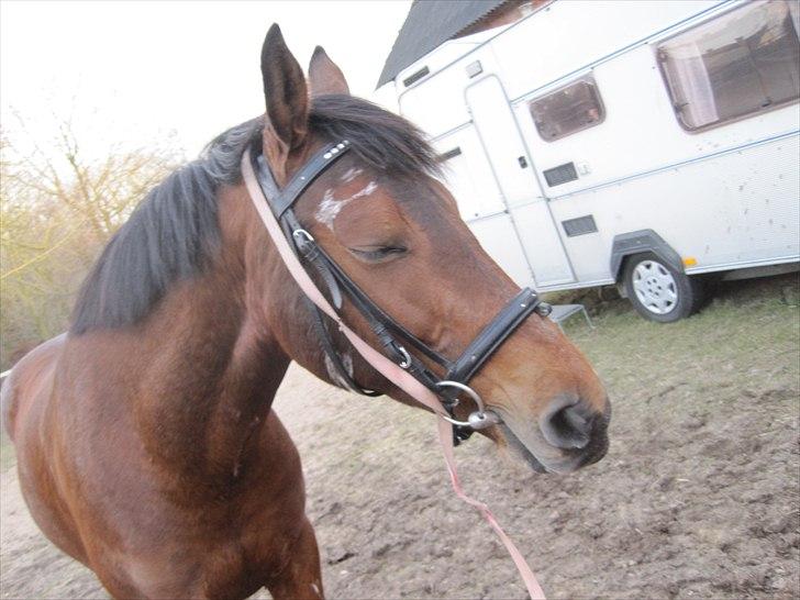 Anden særlig race Fiona billede 5