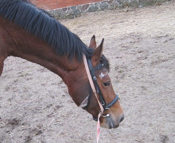 Anden særlig race Fiona billede 6