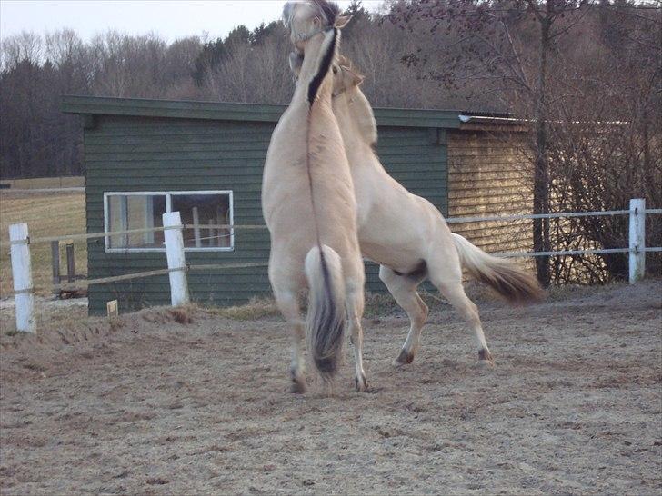 Fjordhest Balder - Balder og Findus leger...stejler næsten i fuld højde :) billede 10