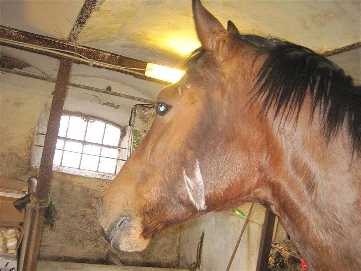 Anden særlig race Fiona billede 7