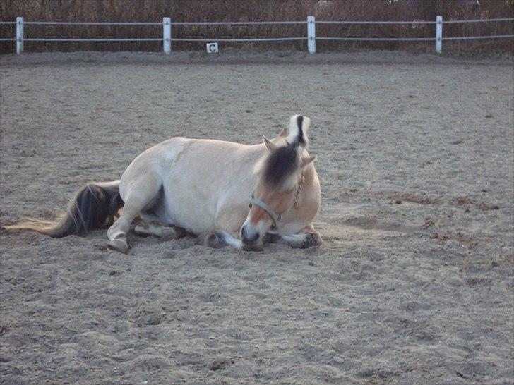 Fjordhest Balder - Søde lille hest billede 11