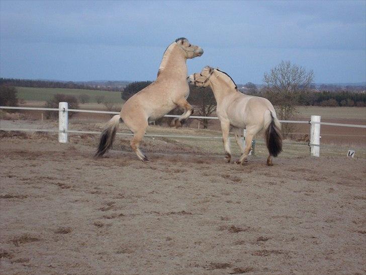 Fjordhest Balder - Lækker steg... billede 12