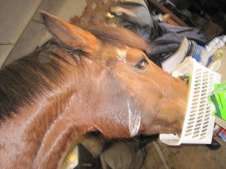 Anden særlig race Fiona billede 8