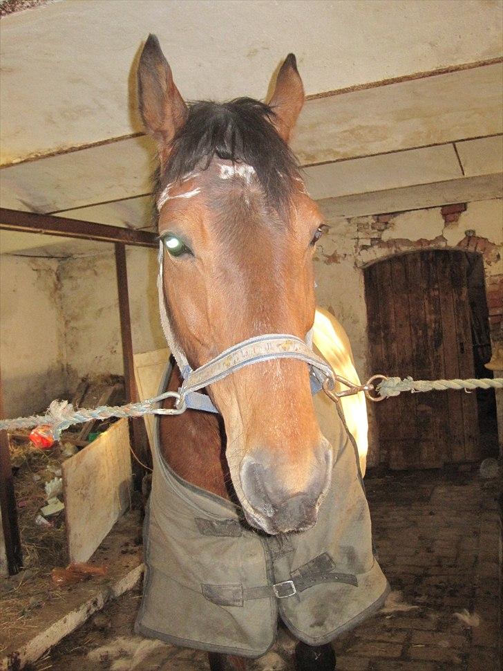 Anden særlig race Fiona billede 9