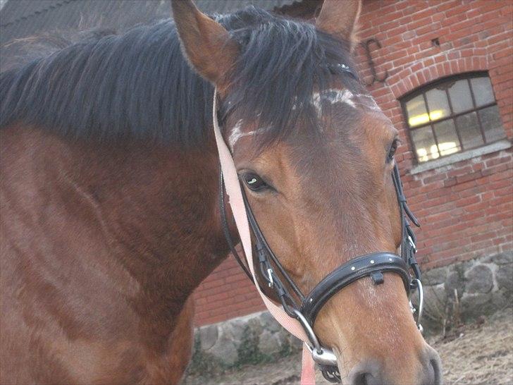 Anden særlig race Fiona billede 10