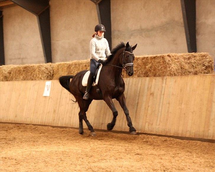 Trakehner  Izzo (1220) af Gadebjerg - <3 billede 14