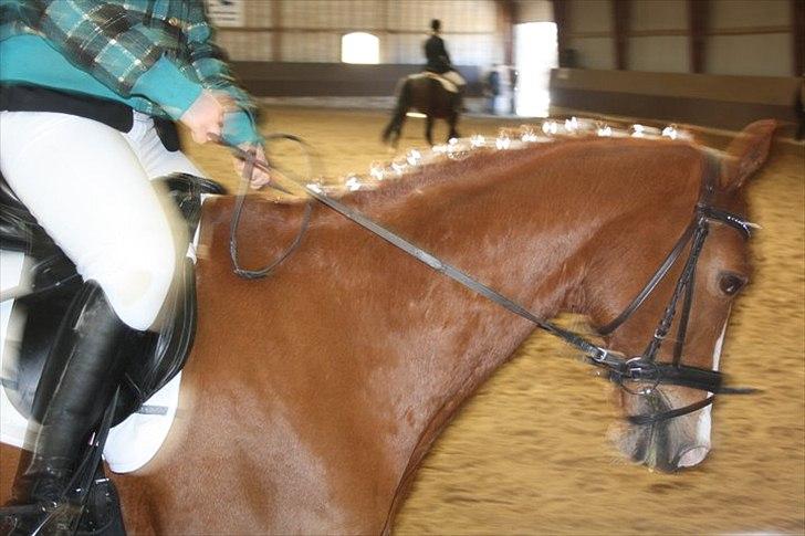 Belgisk varmblod Dublin Van Het billede 7