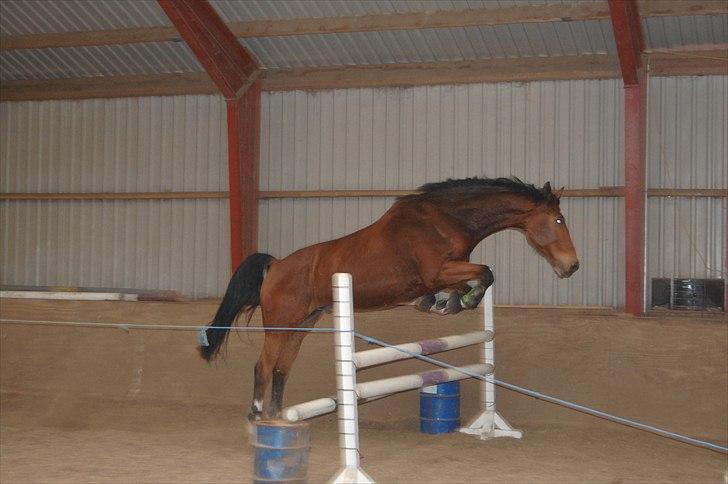 Dansk Varmblod Fight-Light - 1 m er intet :) taget af mig billede 11