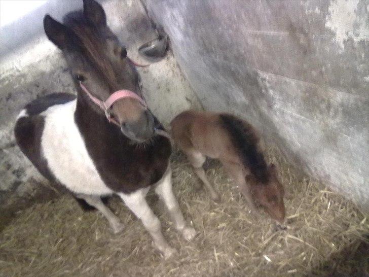 Shetlænder Momme (savnet) billede 6