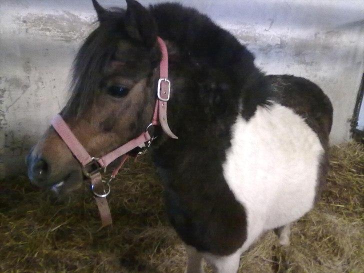 Shetlænder Momme (savnet) billede 7