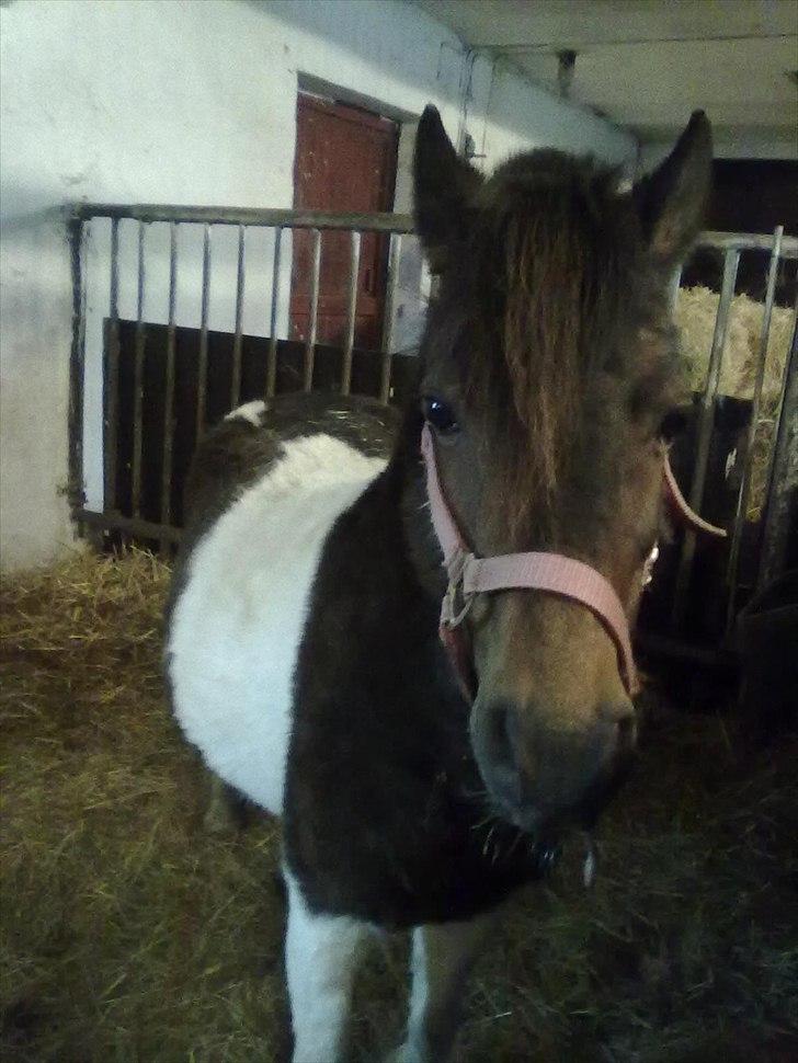 Shetlænder Momme (savnet) billede 8