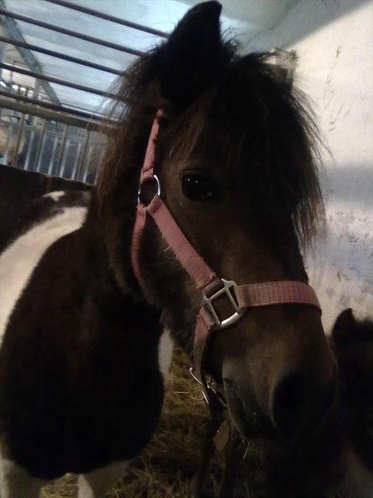 Shetlænder Momme (savnet) billede 9