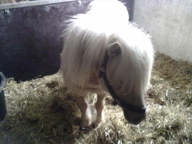 Shetlænder Sylvester (savnet) billede 7