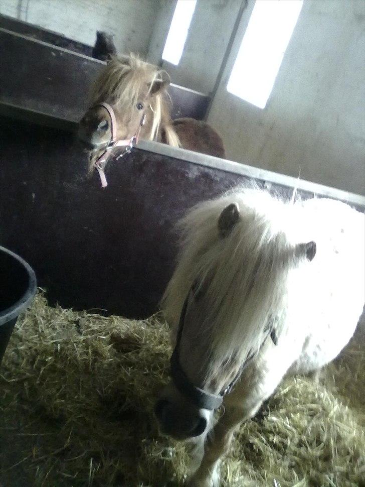 Shetlænder Sylvester (savnet) billede 8