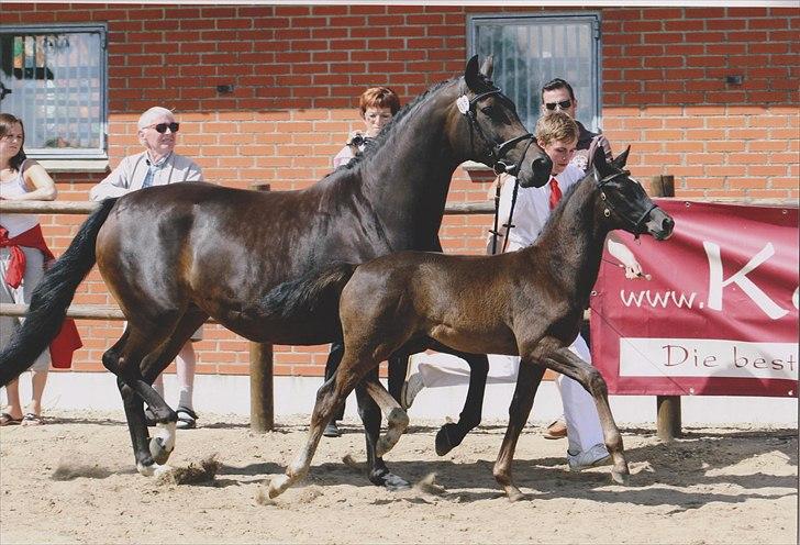Dansk Varmblod Landianos-ø - 2 måneder gammel til følskue billede 5