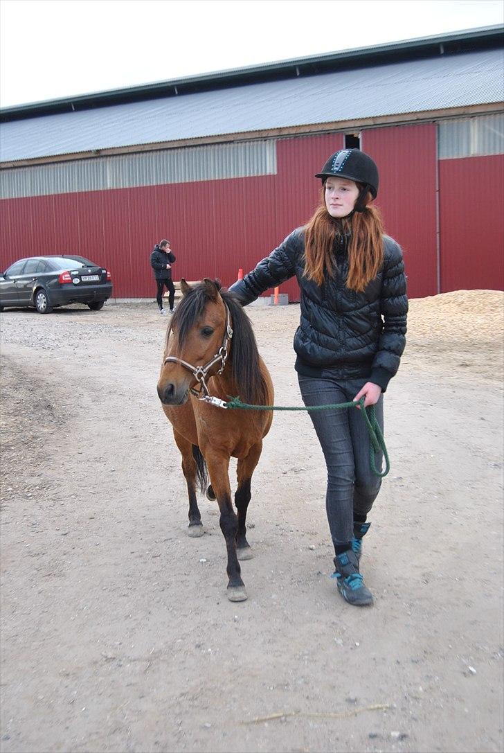 Kaspisk hest Semi<3 - malou og semi på gå tur (-;<3 billede 18