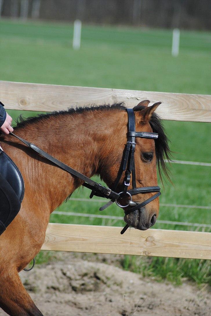 Kaspisk hest Semi<3 - smukke fnullermås *; billede 19