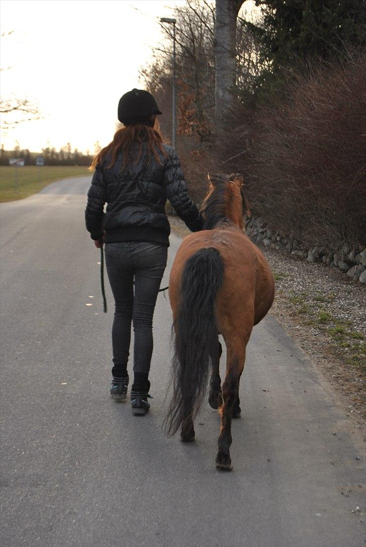 Kaspisk hest Semi<3 - tak fordi du så med, her er malou og semi på gå tur :D<3 billede 20
