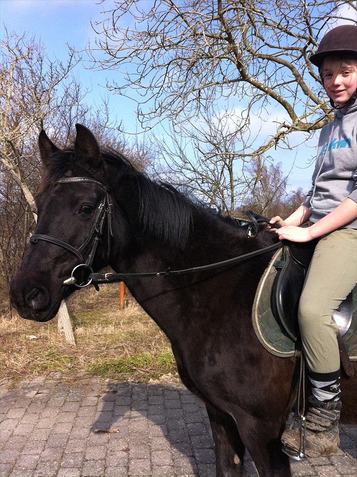 New Forest Kimberly |Prinsesse| billede 11