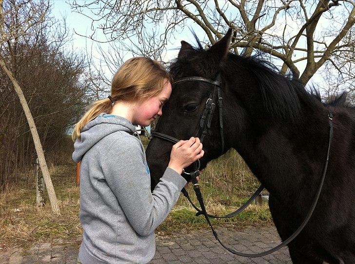 New Forest Kimberly |Prinsesse| billede 12