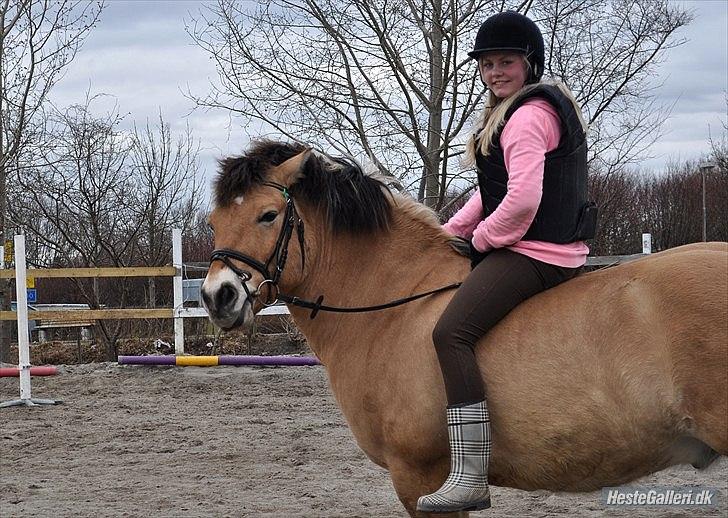 Anden særlig race Tyson billede 6