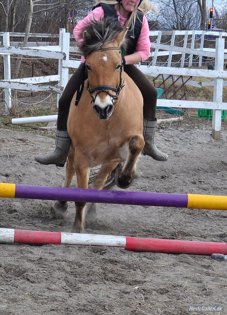 Anden særlig race Tyson billede 7