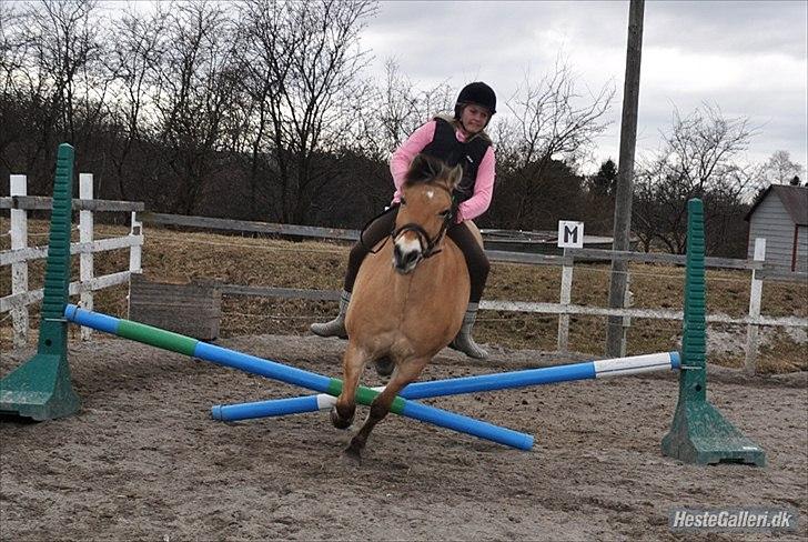 Anden særlig race Tyson billede 8