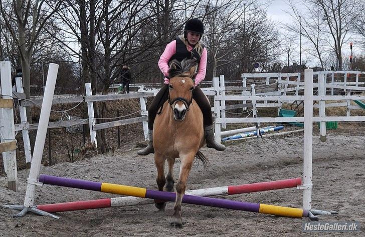 Anden særlig race Tyson billede 9