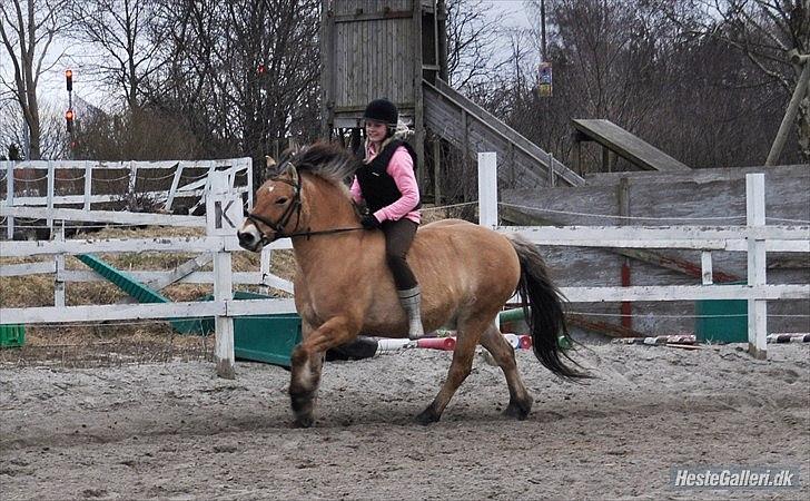 Anden særlig race Tyson billede 10