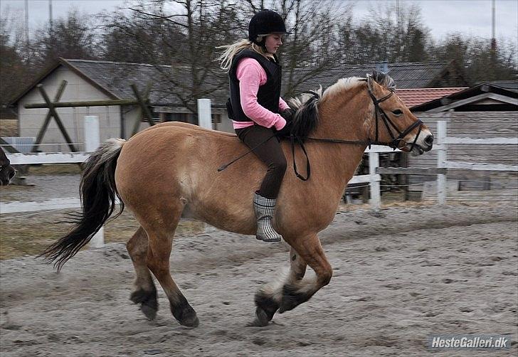 Anden særlig race Tyson billede 11
