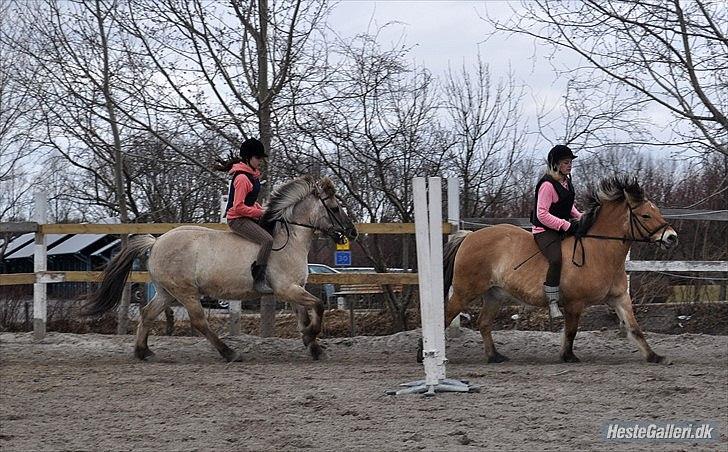 Anden særlig race Tyson billede 12