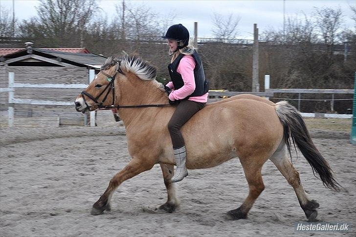 Anden særlig race Tyson billede 13