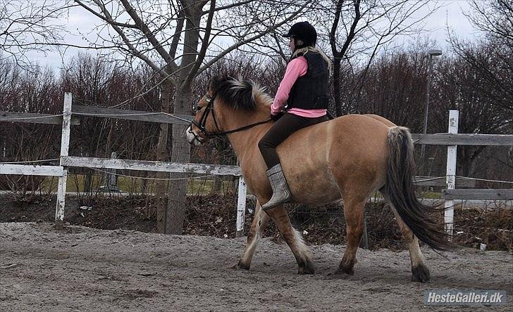 Anden særlig race Tyson billede 14