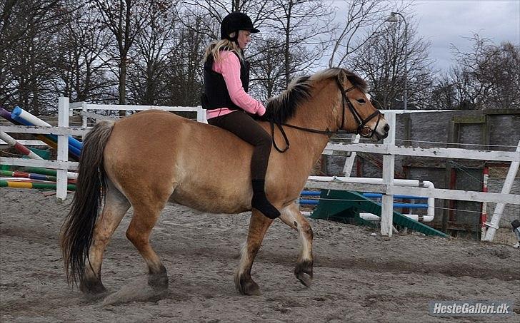 Anden særlig race Tyson billede 15