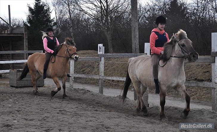 Anden særlig race Tyson billede 16