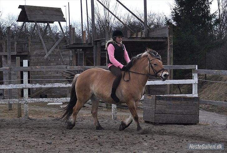 Anden særlig race Tyson billede 17