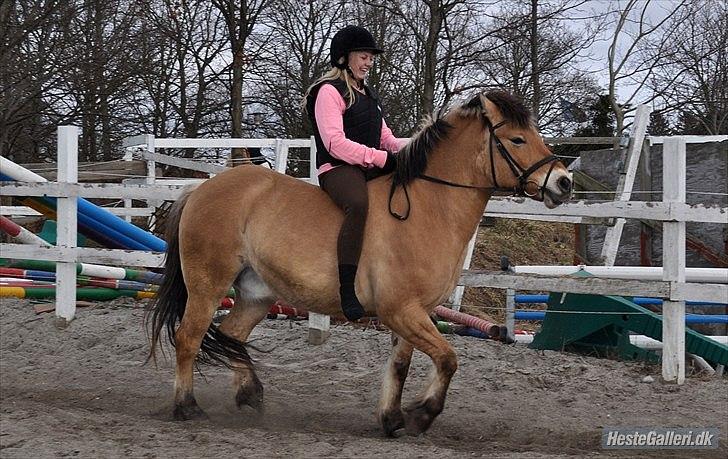 Anden særlig race Tyson billede 18